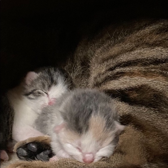 Posher Kathleen ❤️😻”Here, Kitty, kitty” - Picture 15 of 16